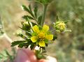 Spreading Cinquefoil